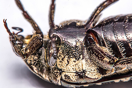 白色背景的蜜蜂黑色昆虫动物学甲虫眼睛昆虫学鞘翅目动物收藏天线荒野图片