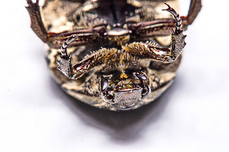 白色背景的蜜蜂黑色昆虫学动物群生物学昆虫天线甲虫博物馆白痴动物漏洞图片