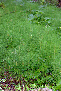 equisetum 静脉生长场地植物群康复牧场植被荒野树木森林马尾图片