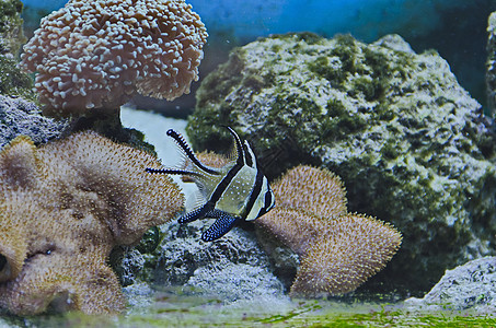 鱼类和珊瑚动物游泳潜水海洋水族馆野生动物图片