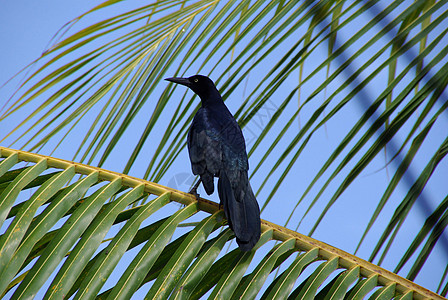 洪都拉斯的鸟类黑鸟野生动物动物群荒野热带图片