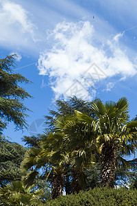 棕榈树和建筑学植物异国旅游热带植物群海岸正方形树木胡同图片