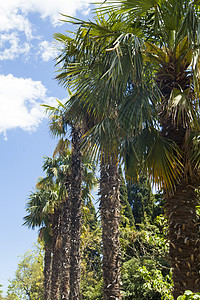 棕榈树和旅游建筑学天空海岸公园植物群圆顶亚热带异国蓝色图片