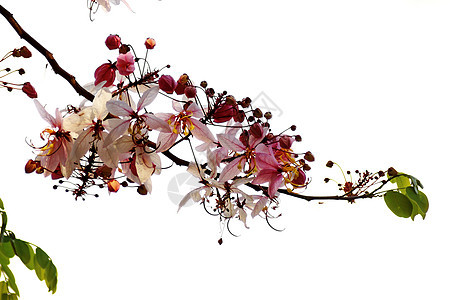 卡西亚贝克亚纳花园粉色植物淋浴季节热带粉红色植物群生长白色图片