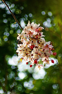 卡西亚贝克亚纳季节花园粉色白色粉红色热带生长植物群决明子植物图片