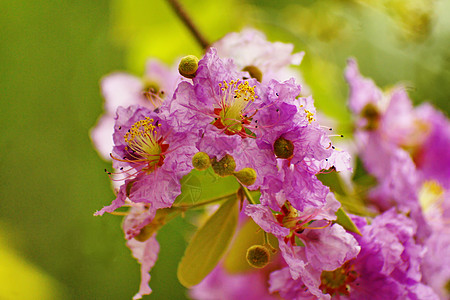 白花花点缀绿色花瓣植物紫色花园植物群灌木植物学公园图片