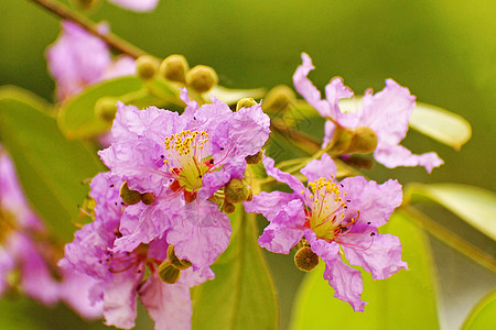 白花花植物学公园紫色绿色花园粉色植物灌木植物群点缀图片