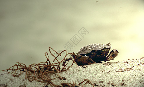 蓝蟹海滩海洋生物趣味死亡螃蟹图片