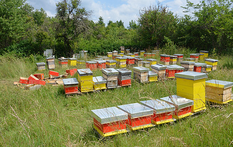 蜂房木头橙子农村花园蜂窝工作养蜂人养蜂业蓝色森林图片
