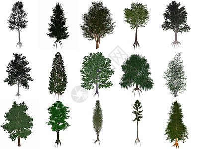 设置或收集普通树种 - 3D make图片