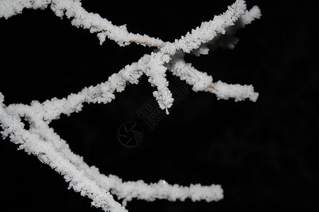 夜以继夜的冰树枝季节冻结水晶天气风暴白色冰柱森林季节性植物图片