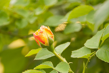 红玫瑰在分行园艺绿色花束衬套红色香气植物群荒野花园植物图片