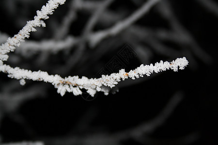 夜以继夜的冰树枝风暴水晶森林白色季节冰柱季节性植物冻结天气图片