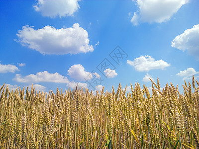 小麦田土地种子收成阳光植物群农场生长天空场地季节图片