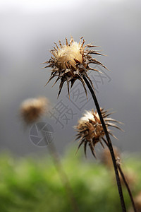 野生鲜花绿色荒野生活花园植物群紫色植物阳光发芽种子图片