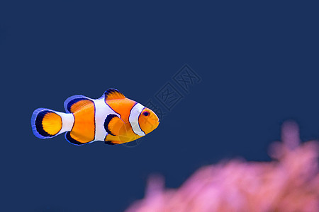 在蓝水中与粉红阿葵游泳的小丑鱼图片