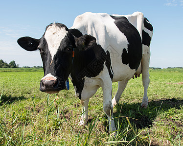 观看相机的牛牛乐趣蓝色场地牛肉黑色农业奶牛牧场草地农田背景图片