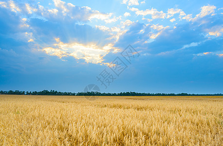 蓝色天空下美丽的小麦田 有戏剧性的日落云农村收获地平线面包收成小麦阳光稻草谷物植物图片