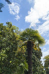 棕榈树和花园奢华晴天衬套旅游财产树木植物松树公园图片