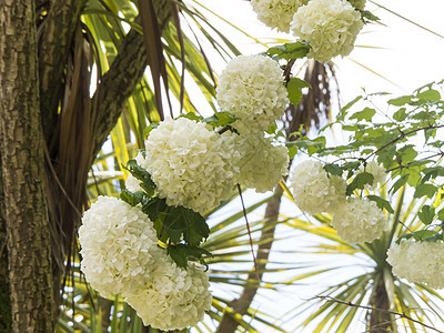 春花花花瓣草地叶子艺术木头植物群花朵园艺植物花园图片