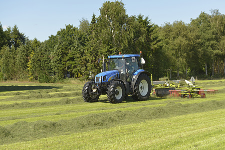 以蓝色拖拉机开着摇晃的草地开玩笑奶制品动物农田饲料农场干草工作机械化合同承包商图片