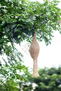 泰国树上挂着的稻鸟巢生活材料热带干草孩子森林鸟类庇护所野生动物叶子图片