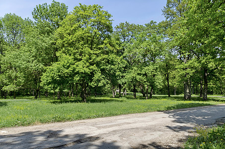 穿过一片清凉的绿色夏月森林的道路的全景风景叶子季节小路山毛榉活力树干植物水平衬套图片