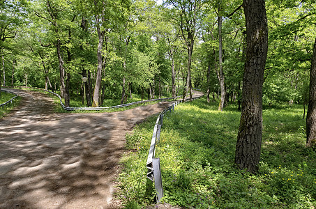 穿过一片清凉的绿色夏月森林的道路的全景活力人行道小路树林山毛榉环境衬套植物树叶风景图片