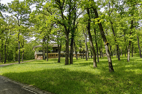 穿过一片清凉的绿色夏月森林的道路的全景风景环境树林人行道叶子山毛榉衬套树木小路树叶图片