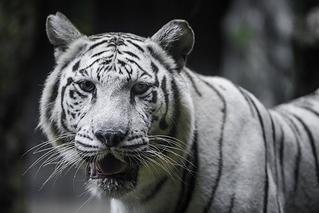 白老虎毛皮豹属白老虎老虎风险活力微笑哺乳动物动物食肉图片