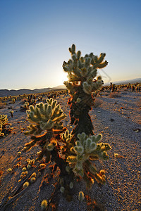 Cholla 仙人掌花园沙漠植物娱乐阳光阴影植物学荒野旅行国家背光背景图片