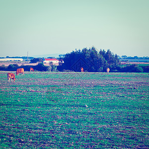牧牛哺乳动物阴影草地季节农场蓝色天空阳光农村牧场图片