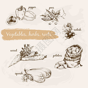 蔬菜 草药和根草本植物萝卜收成烹饪食物绘画雕刻插图涂鸦壁球图片
