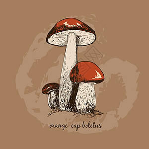橙树脂蘑菇植物森林插图蔬菜绘画棕色荒野帽子黑色图片
