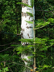 Birch 树植被植物群树木白色桦木森林花朵植物图片