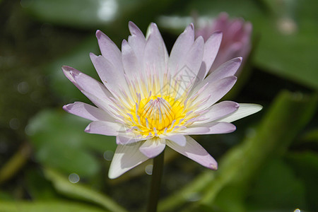 水上的单莲油粉色荷花情调白色紫色热带绿色花朵百合异国图片