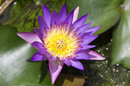 水上的单莲油池塘异国花朵植物荷花百合植物群粉色绿色白色图片