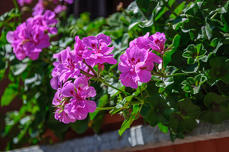 紫花植物风景季节地标国王建筑历史堡垒森林传奇图片