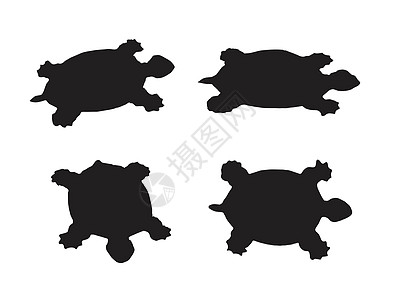 白色背景的海龟矢量组图片