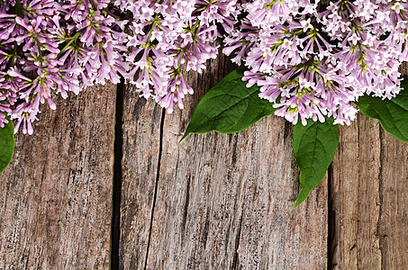花丁香木背景花瓣美丽乡村红色叶子植物植物学紫色花束摄影图片