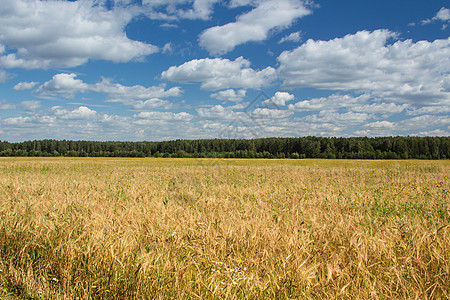 黑麦地区场景食品小麦核心风景玉米烹饪粮食口粮蛴螬图片