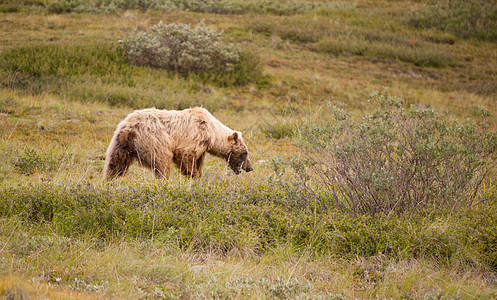 大型野灰熊保护德那利国家公园 阿拉斯加图片