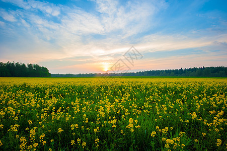 美丽的野外风景与日落图片