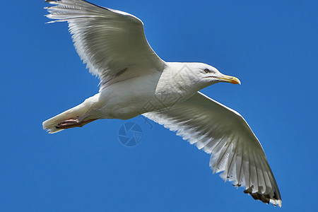 正在飞行的海鸥航班翼展海岸鸟类蓝色海鸟羽毛荒野天空翅膀图片