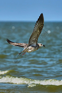 飞行中的普通海鸥自由鸟类荒野海岸航班翅膀野生动物海鸟羽毛翼展图片