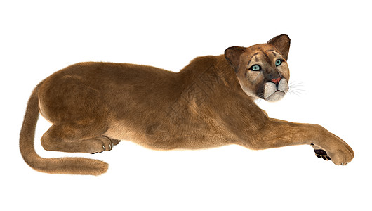 美洲豹猎人猫科荒野动物群动物哺乳动物毛皮捕食者食肉野生动物图片