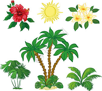 太阳 棕榈树 花和叶鸡蛋花可可叶子天气花园公园木槿植物群木头丛林图片