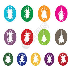 白色背景的昆虫矢量组蟋蟀白蚁大力士生物瓢虫失误翅膀收藏插图荒野图片