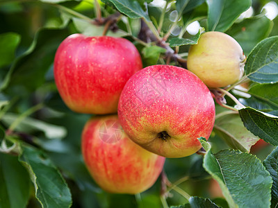 红苹果季节红色果园花园绿色水果叶子食物生活农场图片