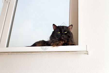 在新公寓楼的窗户上的猫虎斑动物财产住房不动产家庭住宅建造小猫宠物图片